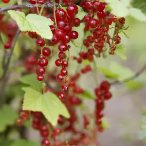 Lincolnshire Fruits Jonkheer Van Tets Potted 7 Litre Red Currants