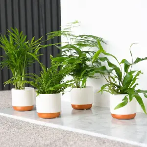 Gift Green Houseplant Starter Mix 6cm Cream+Rose Gold Pot x3