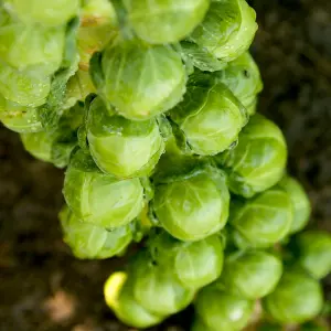 Brussel Sprout Cryptus F1 1 Seed Packet