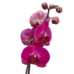 Verve Single Stem Moth orchid in Terracotta Plastic Grow pot 12cm