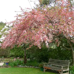 Malus Gorgeous Tree - Crab Apple Tree, Pinkish-White Spring Blossoms, Low Maintenance (5-6ft)