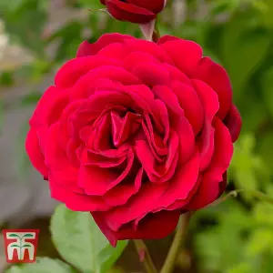 Red Rose Scented Double - 1 Bare Root Plant