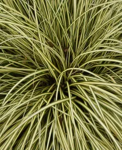 Carex Evergold - Japanese Sedge Grass - Set of 3 in 9cm pots