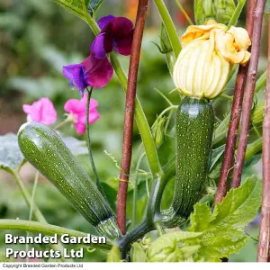 Courgette Black Forest F1 Hybrid 1 Seed Packet (4 Seeds)