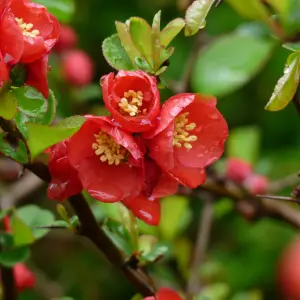 3 x Chaenomeles Mix in 9cm Pots - Flowering Quince - Incs Varieties Like Jet Trail - Nivalis - Nicoline - Pink Trail - Lemon & Lim