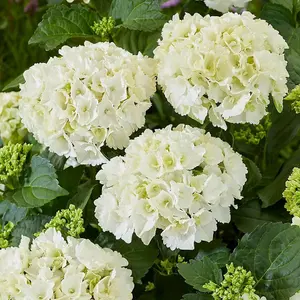 White Mophead Hydrangea Shrub Plant Hydrangea Macrophylla 2L Pot