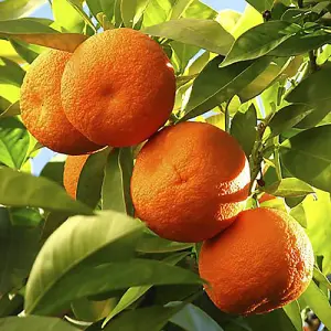 Pair of Large Orange and Lemon Trees in 4/5L Pots Plus 150g Citrus Feed, House Plant, Conservatory or Garden Plants