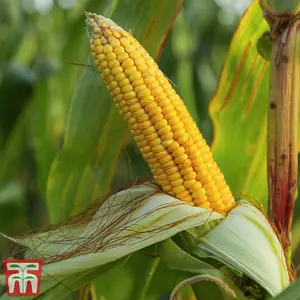 Sweetcorn Moonshine F1 1 Seed Packet (25 Seeds)