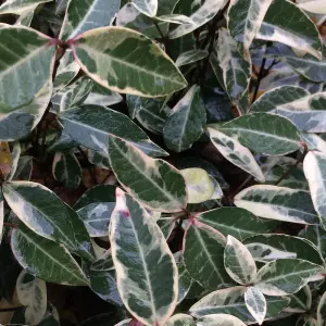 Trachelospermum Variegatum - Variegated Star Jasmine, Climbing Plant (20-30cm Height Including Pot)