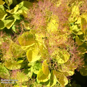 Cotinus coggygria Golden Spirit 9cm Potted Plant x 1