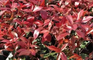 Photinia Red Robin Standard Tree 100cm Tall Supplied in a 5 Litre Pot