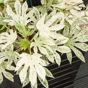 2 x Fatsia Japonica 'Spiders Web' in a 9cm Pots - Castor Oil Plant - Evergreen