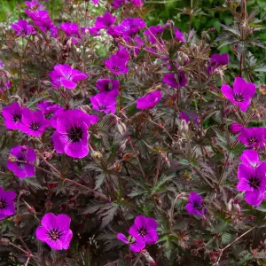 Geranium Dark Eyes - Hot Pink and Black Flowers, Hardy Plant, Compact Size (20-30cm Height Including Pot)