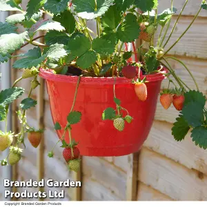 Fruit Strawberry (Fragaria) Elsanta Peat Free 9cm Potted Plant x 1