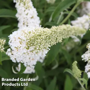 Buddleja Davidii White Profusion 3.6 Litre Potted Plant x 1