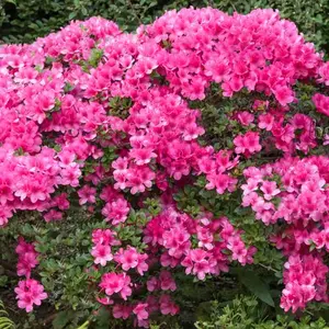 Azalea Anne Frank - Evergreen Shrub, Spring Blooms (20-30cm Height Including Pot)