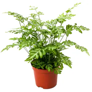 Pteris Evergemiensis - Stunning Indoor Fern Houseplant for Home Office, Easy to Care For Plant (25-35cm Height Including Pot)