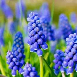 6 x Pots of Grape Hyacinth Spring Bulbs - Winter Flowering Muscari Cultivated Bulbs