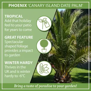 Hardy Phoenix Palm Tree 60-80cm Tall in a 15cm Pot