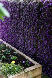 Vivid Violet Topiary Trellis 180 x 90cm Artificial Leaf Trellis Garden Screen