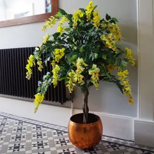 120cm Yellow Flowering Wisteria Tree