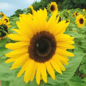 Sunflower Giant Yellow 1 Seed Packet (50 Seeds)