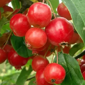 Malus Fruitilicious Tree - Crab Apple Tree, White Spring Blossoms, Low Maintenance (5-6ft)