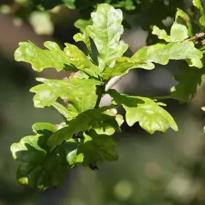 Quercus robur 'English Oak' Bare Root Hedge Hedging Tree Plants  (2-3ft, 10 Plants)