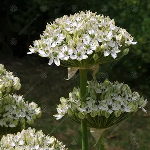 Allium Nigrum Flowering Bulbs - Striking Monochrome Blooms (200 Pack)