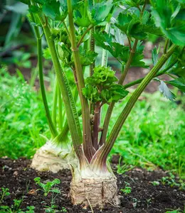 Celeriac Mars 1 Seed Packet (150 Seeds)