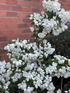 Philadelphus Little White Love - Mock Orange supplied in a 9cm pot