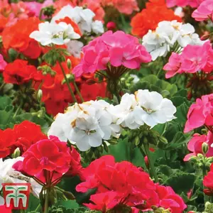 Geranium Border Supreme F2 Hybrid 1Seed Packet (18 Seeds)