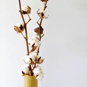 2 x Natural Dried Cotton Stems - Approx. 60cm in Height - Dried Flowers - Ideal for Home Décor - Flower Arranging