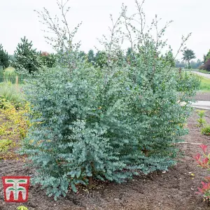 Eucalyptus Gunnii Azura 9cm Potted Plant x 6