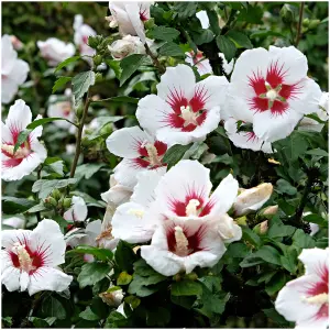 Hibiscus Syriacus Hamabo / Rose of Sharon in 2L Pot, Pale Pink Flowers