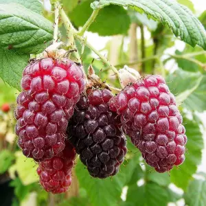 Tayberry Medana Fruit Bush Rubus Fruiting Berry Shrub Plant Bare Root