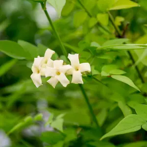 2 x Jasmine Officinale Clotted Cream in 9cm Pots - Deciduous Climber Plants