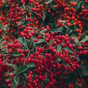 Pyracantha Orange Glow 3 Litre Potted Plant x 1