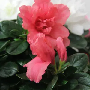 2 x Azalea Carnaval Quattro Indoor Flowering Plant - Live Potted Azalea in 12cm Pots - Easy to Care For Perfect for Gifting