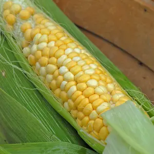 Sweetcorn Summer Glow 1 Seed Packet