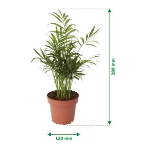 Verve Palm in Terracotta Plastic Grow pot 12cm