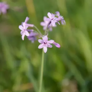 Lincolnshire Pond Plants Ltd Marginal Plants - Pond Plants (Tulbaghia Violacea Variegated) - 9cm Bareroot