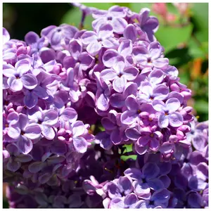 Common Lilac Tree 40-60cm Tall Shrub, Fragant Purple Flowers, Syringa Vulgaris 3FATPIGS