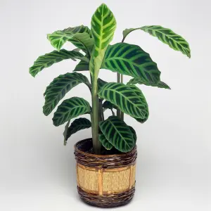 Calathea Zebrina - Exotic Foliage, Indoor Houseplant (12cm, 30-40cm)