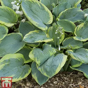 Hosta Collection 10 Bare Root Plants