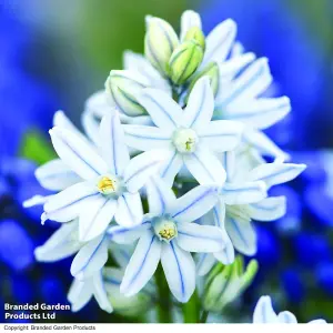 Spring Flowering Mixed Bulbs Saver Collection 200 Bulbs