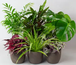 House Plants Indoor - Mix of 6 Real House Plants in 13cm Growers Pots