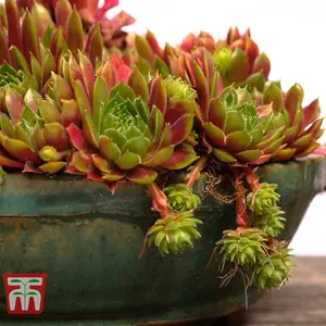 Mixed Succulent Houseplants - 10 Potted Plants