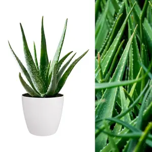 Aloe Vera Plant - Large Plant Around 30-40cm Including White Pot for The Home Or Office