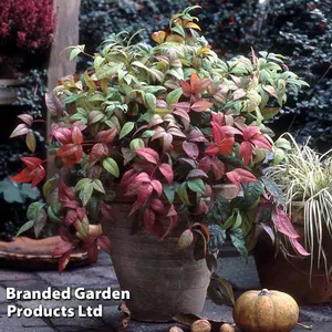 Nandina domesitca Fire Power 9cm Potted Plant x 3